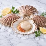 Image Coquille saint jacques entières sur fond blanc-La pêche du jour de Coquille saint jacques entières-thumbnail