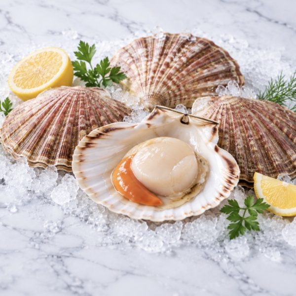 10kg Coquilles saint jacques décortiquées (environ 50 noix)